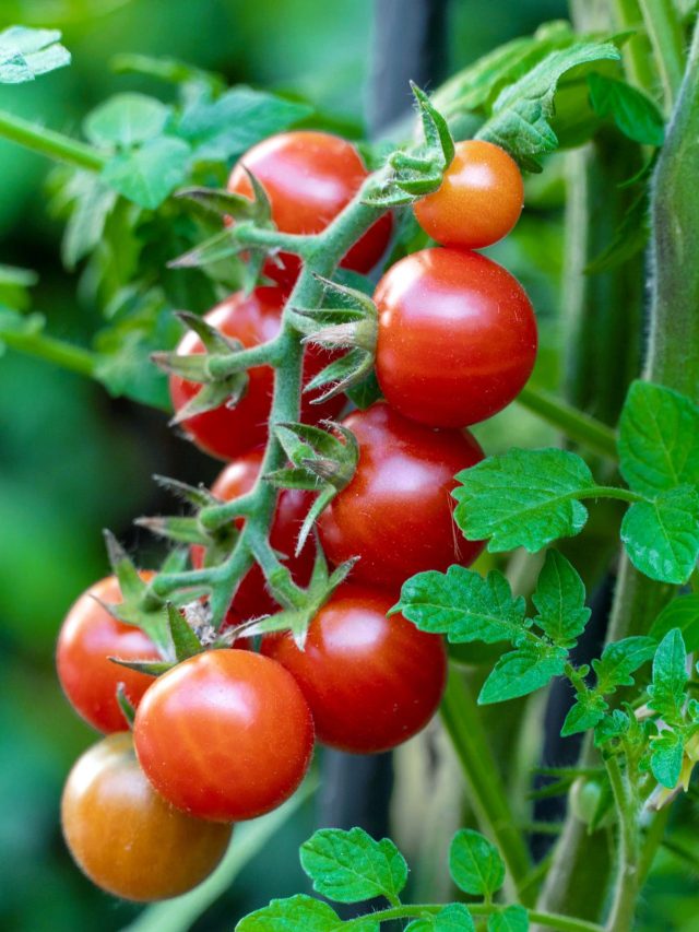 হাতে ছ্যাঁকা লাগছে টমেটো কিনতে গিয়ে, ছাদ-বারান্দাতেই ফলবে টুকটুকে লাল সবজি