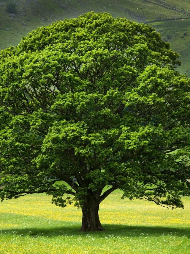 গাছের থেকে শিখুন এই সহজ গুণ, সফলতা আপনার পায়ে চুমু খাবে