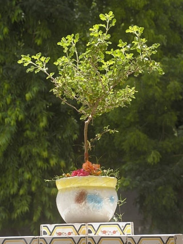 तुलसी में बांध दें इस रंग का धागा, रॉकेट की रफ्तार से दौड़ेगा व्यापार