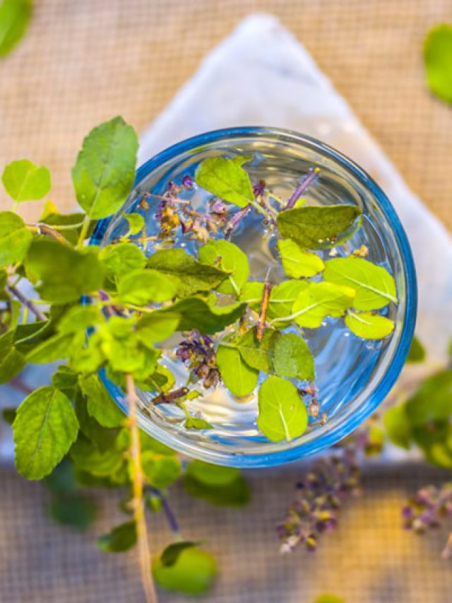 তুলসী গাছের মাটিতে পিঁপড়ে গিজগিজ করছে? কীসের ইঙ্গিত বুঝুন