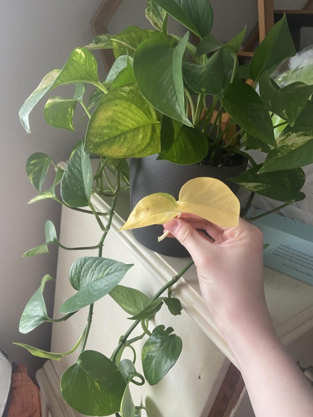 বাড়ির মানিপ্ল্যান্ট হলুদ হয়ে শুকিয়ে যাচ্ছে? এই সহজ সমাধানে ফের হবে সজীব