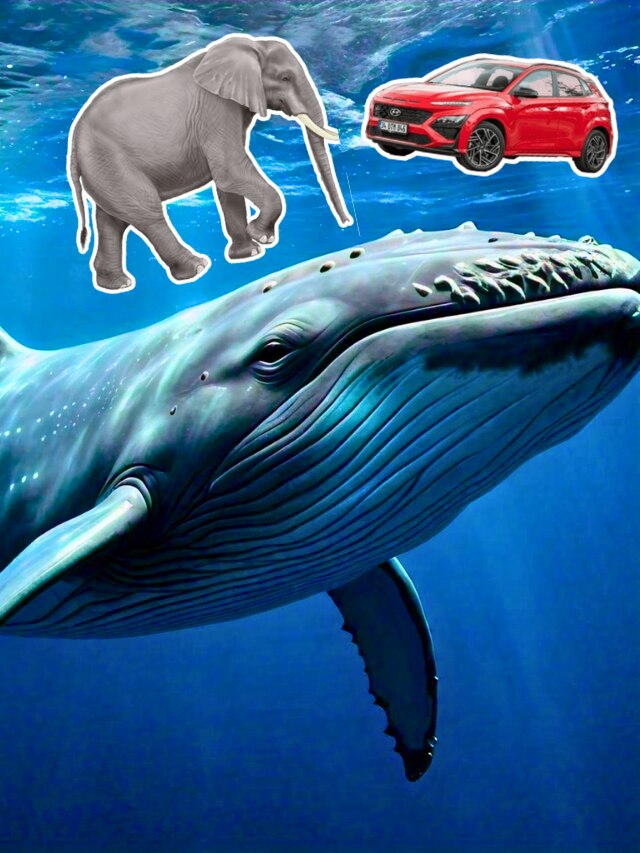 নীল তিমি ঠিক কতটা বড় হয়? কল্পনাও করতে পারবেন না