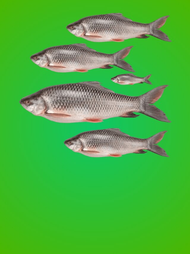 রুই মাছের ইংরাজি কী? অনেক শিক্ষিত লোকও জানেন না