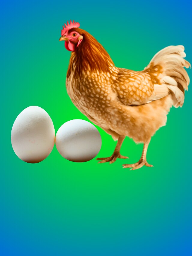একটি মুরগি পুষলে মাসে ক'টা ডিম পাবেন? জানলে অবাক হবেন