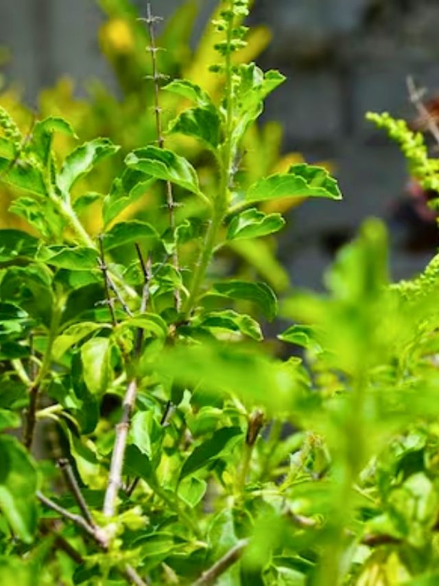 হু হু করে হাতে আসবে টাকা! ভাদ্র মাসে তুলসীকে দিন 'এই' জিনিস