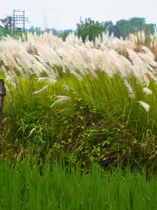 কাশফুলের ইংরাজি কী? বেশিরভাগ মানুষই জানেন না