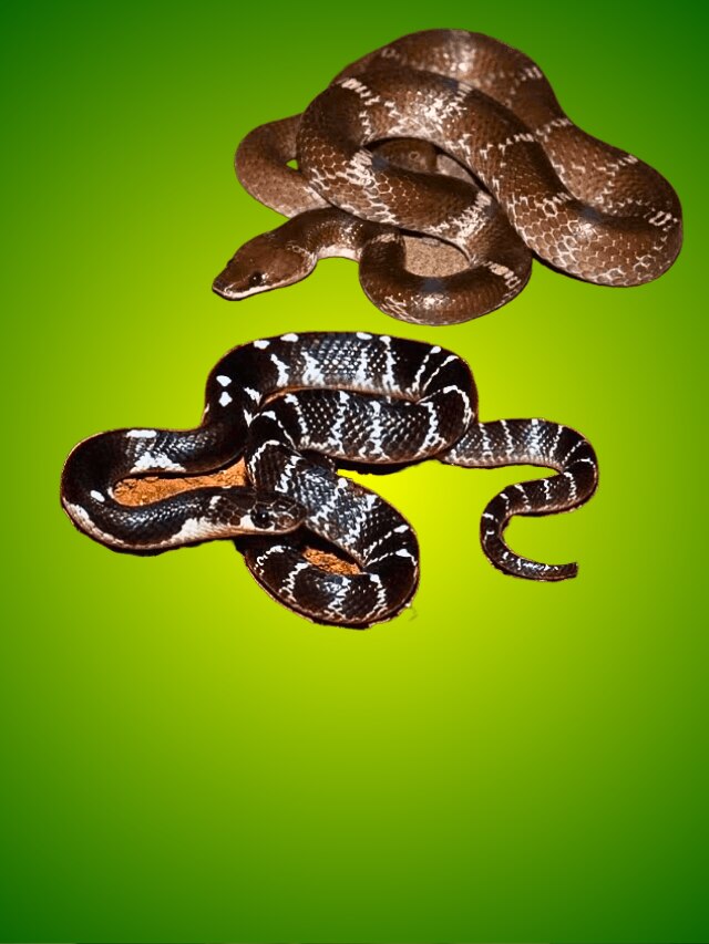 নির্বিষ ঘরচিতি আর বিষধর কালচিতির পার্থক্য কী?