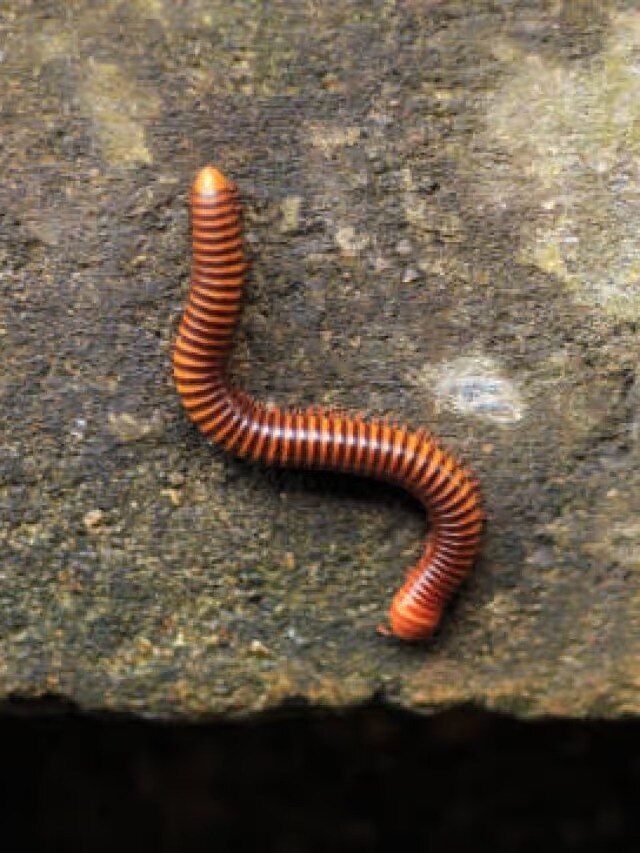 বাড়িতে কেন্নোর উৎপাতে জেরবার? এই কাজটা করলে আর ঢুকবে না