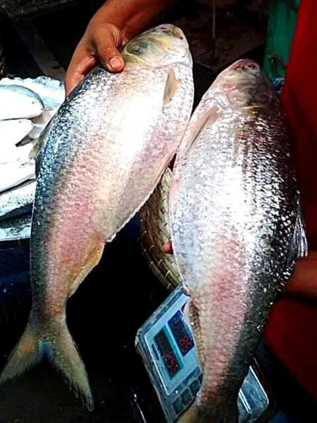 ইলিশ ও ইলিশের ডিম নিয়ে যে ভুল মিথগুলি বাজারে প্রচলিত, জেনে নিন