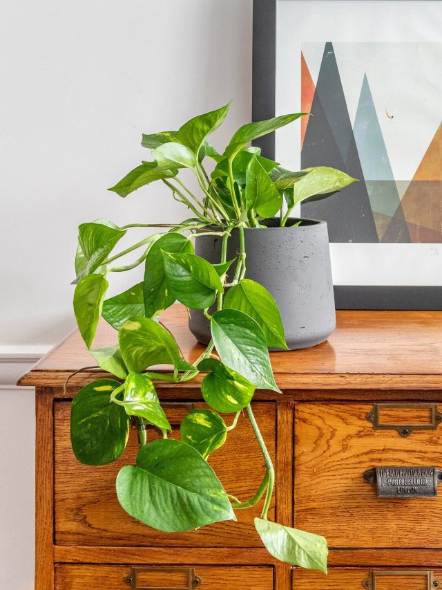 এই নিয়ম মেনে মানি প্ল্যান্ট না লাগালেই সব শেষ! ভিখারি হয়ে যাবেন