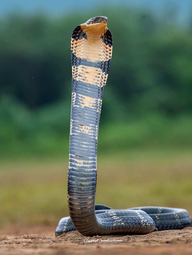কোবরা নাকি কিং কোবরা? ঘরে ঢুকে পড়লে এভাবে চিনুন