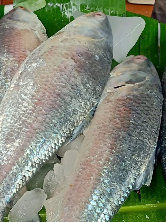 এদের জন্য ইলিশ মাছ বিষের সমান!, না জেনেই খাচ্ছেন?
