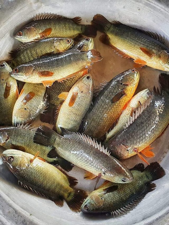 কই মাছকে ইংরেজিতে কী বলে? অনেক শিক্ষিত লোকই জানে না