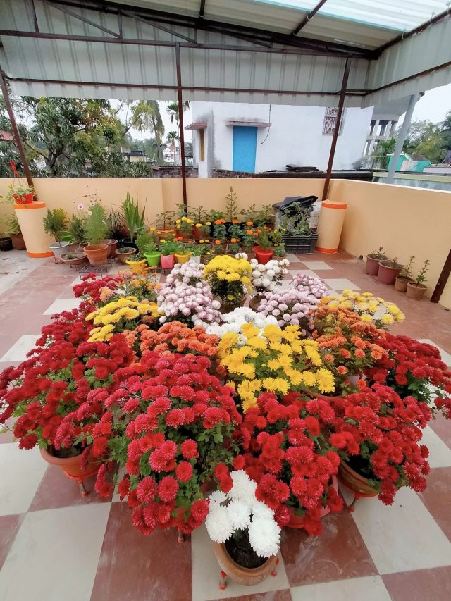 সেপ্টেম্বরে এই ৫ গাছের চারা লাগান, শীত আসলেই ফুলে ফুলে ভরবে বাগান