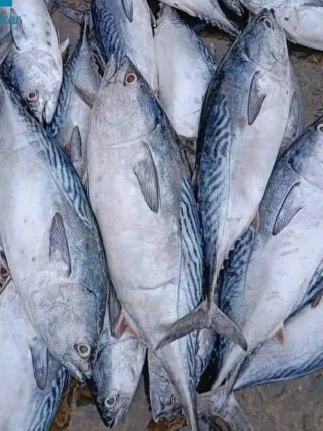 এই ৪ মাছ খাওয়া আর 'বিষ' খাওয়া সমান, কেনা বন্ধ করুন