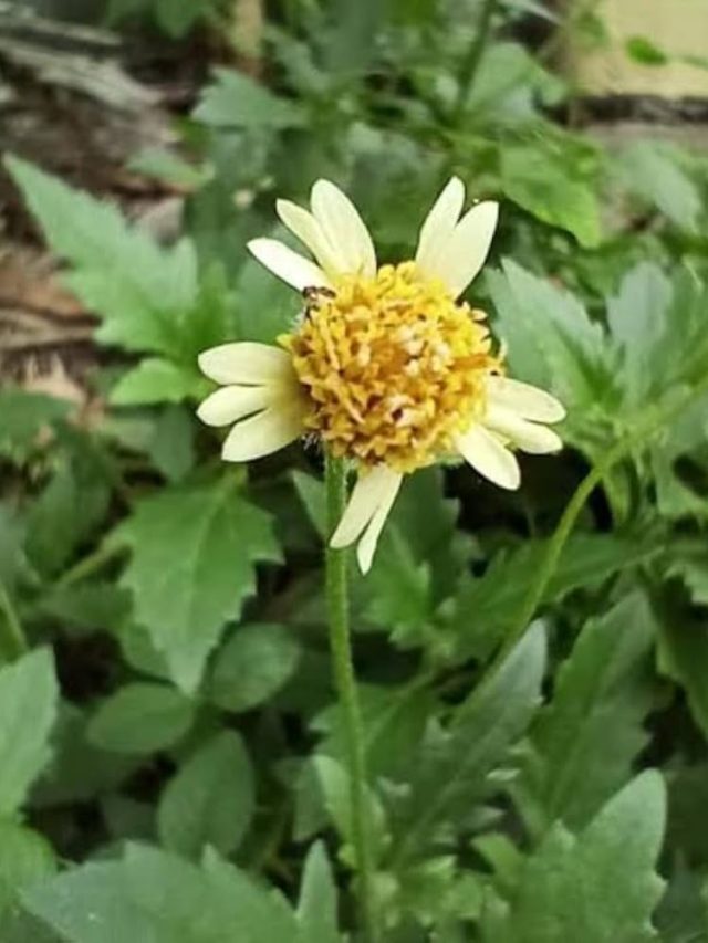 মহাভারতে অর্জুনের চিকিৎসা হয়েছিল, এই গাছের পাতায় রাতারাতি  ক্ষত সারে