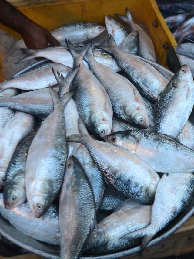 খেতে সবথেকে টেস্টি কাঁচা ইলিশ, কীভাবে চিনবেন?