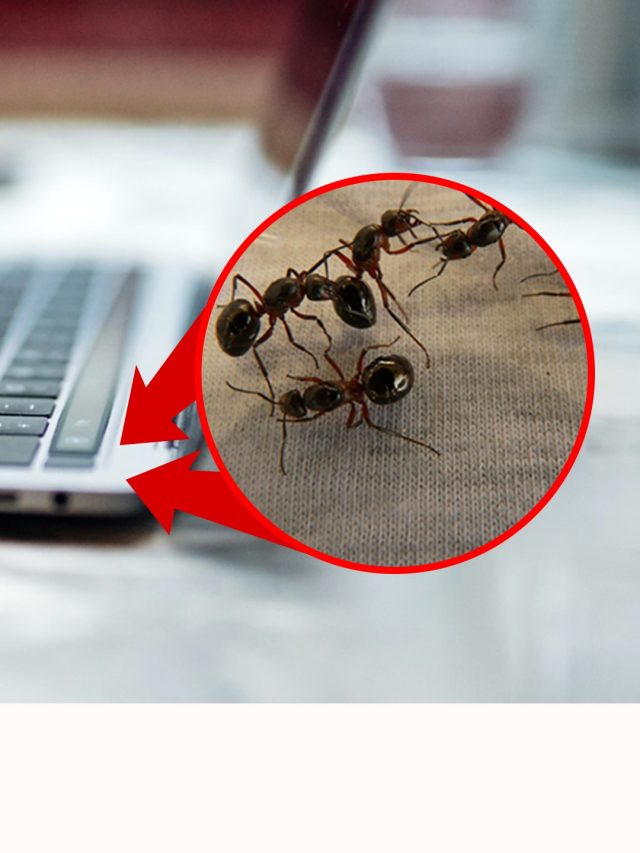 ল্যাপটপের কী-বোর্ডে পিলপিল করছে 'পিঁপড়ে'? সমাধান আছে, সহজ ট্রিকস