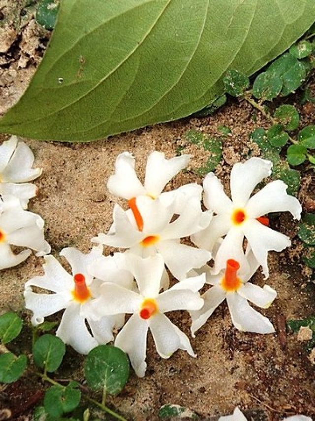 শিউলির ইংরেজি বলুন তো, অনেক শিক্ষিতও জানে না