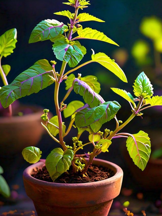 হার্ট থেকে ডায়াবেটিস,সকালে এই পাতা চিবিয়ে খেলেই অল কন্ট্রোল