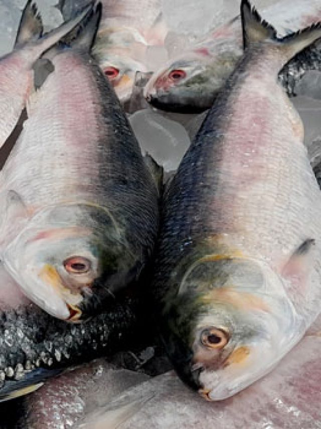 বাজারে বাংলাদেশের ইলিশ, টাটকা মাছ চিনবেন কী করে? বিক্রেতার টিপস