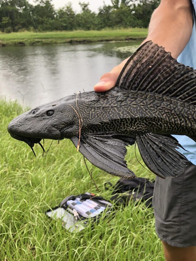 বাংলার নদী-পুকুর ভরে যাচ্ছে এই রাক্ষুসে মাছে! চিন্তায় বিজ্ঞানীরা
