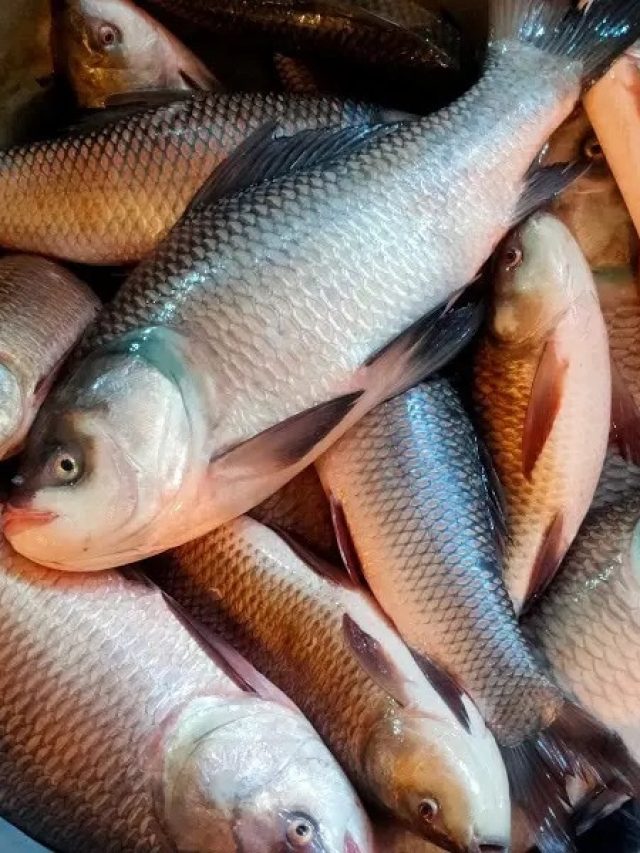 কাতলার পেটি খুব প্রিয়,এই মাছকে ইংরেজিতে কী বলে জানেন? বাঘা পণ্ডিতরাও ফেল