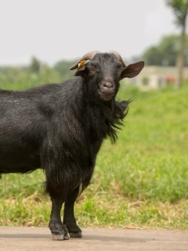 পাঁঠা ছাগলের গা থেকে বাজে দুর্গন্ধ বেরোয় কেন? শিক্ষিত লোকেরাও জানে না