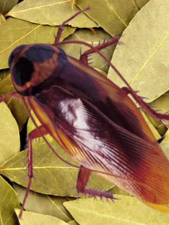 বাড়ি ভর্তি আরশোলা এবার ভাগবে, তেজপাতাই করবে সমাধান