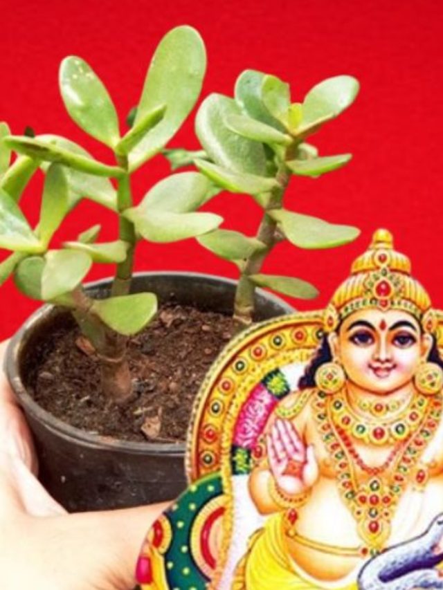 কুবেরের অতি প্রিয়, এই গাছ ঘরে লাগালে এক মাসের মধ্যেই হবে টাকার বৃষ্টি