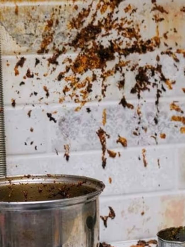 পুজোর আগেই ঝকঝকে হবে রান্নাঘরের কালিঝুলি দেওয়াল, লাগবে এই লিক্যুইড