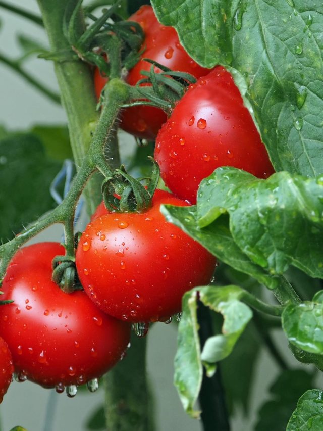 বীজ নাকি চারা, বাড়িতে টমেটো চাষে কোনটা পুঁতবেন? জানুন