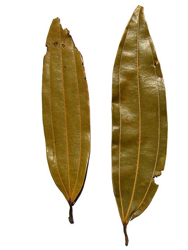 বাপ বাপ বলে পালাবে সব রোগ! খালি পেটে ১ টা তেজপাতা খেলেই হবে কামাল