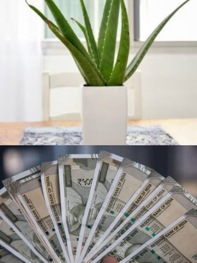 বাড়ির এদিকে রাখুন অ্যালোভেরা গাছ, টাকা রাখার জায়গা পাবেন না
