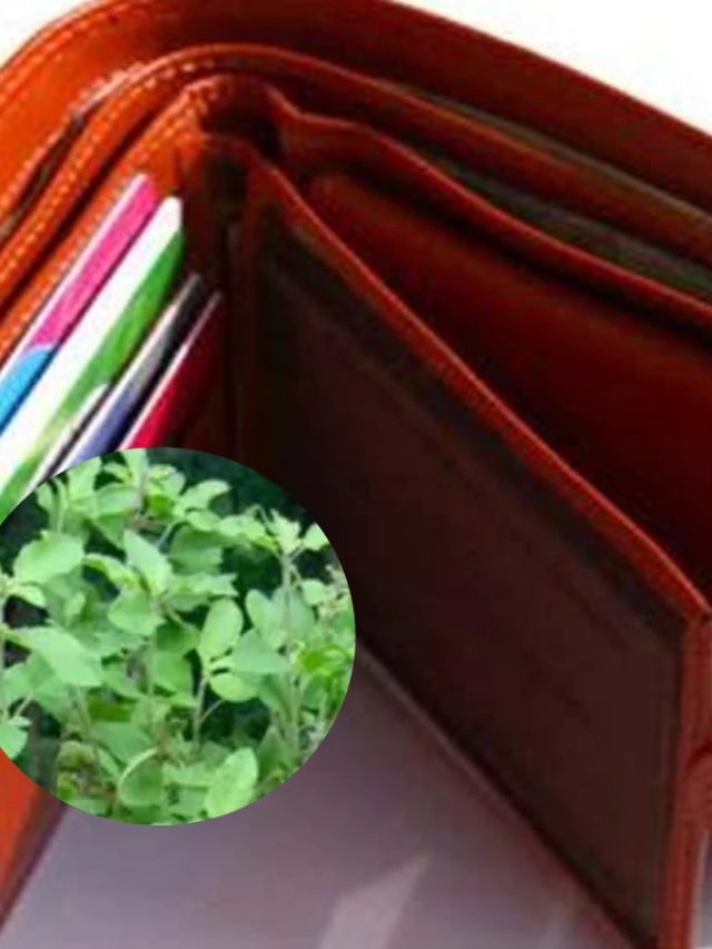 পার্সে এভাবে রাখুন তুলসী, টাকার অভাব দূর হবে: বাস্তু টোটকা