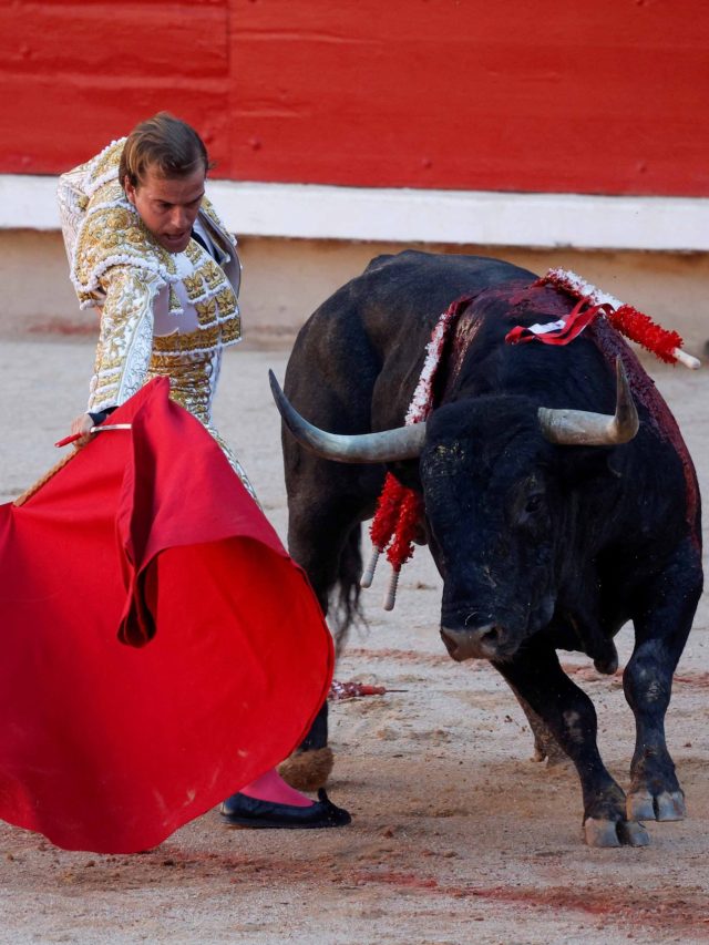 ষাঁড় বা গরু লাল রঙ দেখলে তাড়া করে কেন? আসল কারণ জানলে চমকে যাবেন