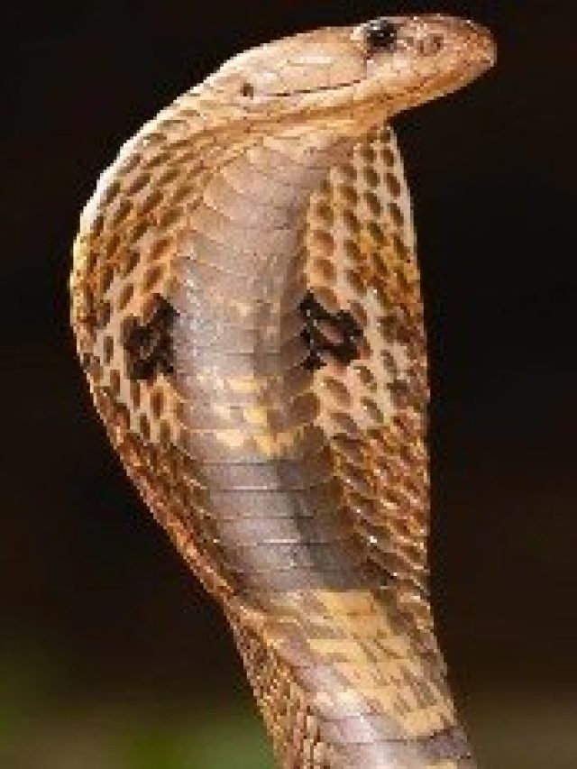 ঘরে এই গাছ থাকলে সাপ  ঢুকবেই, কেউ রুখতে পারবে না