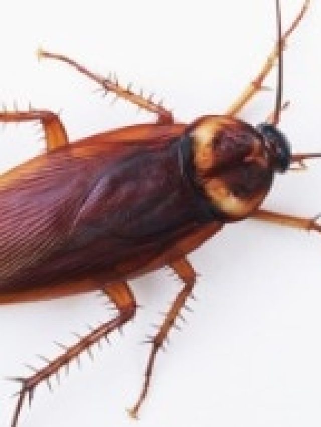 এই মশলা রেখে  দিন শুধু, ঘরে  আরশোলার বংশ নাশ হবে