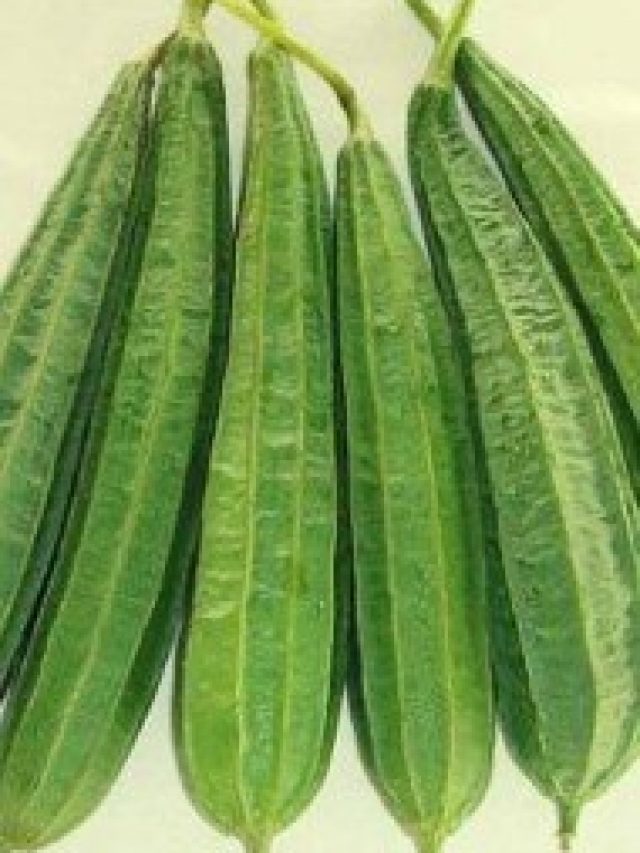 ঝিঙের ইংরেজি  কী? সঠিক উত্তরটি  শিক্ষিতরাও জানেন না