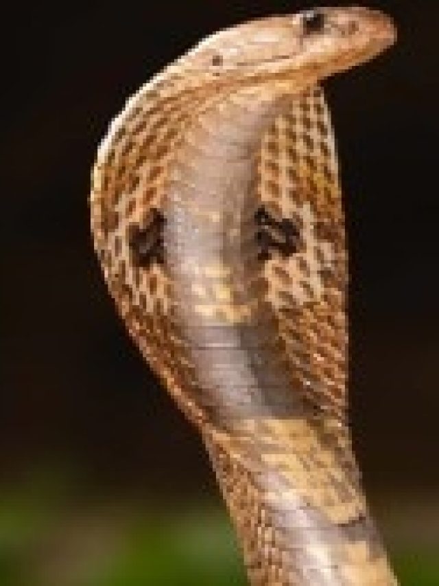 সাপের এই বিরল গুণ রপ্ত করলেই চরম সাফল্য,  বলছেন চাণক্য