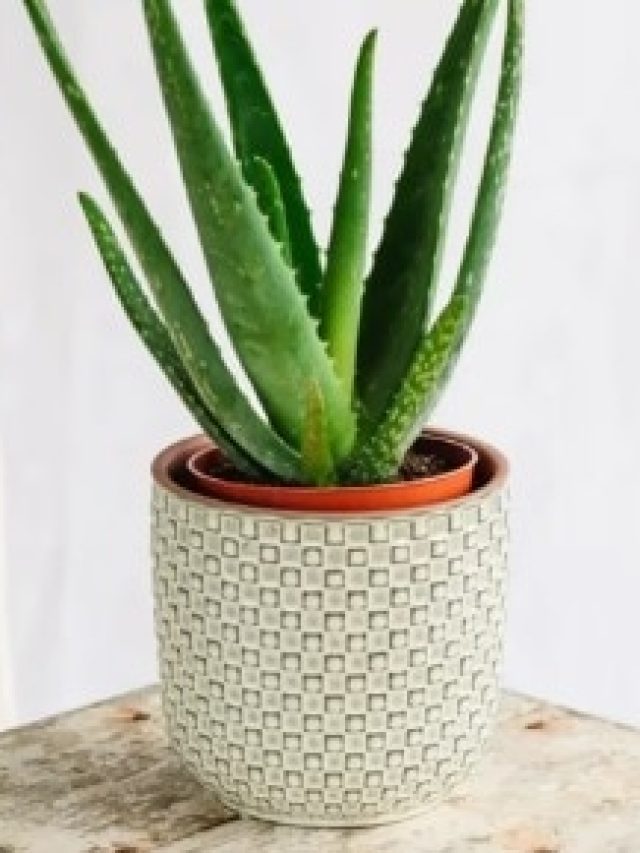 অ্যালোভেরা গাছ ঘরের কোন দিকে রাখা  উচিত, অনেকেই জানেন না