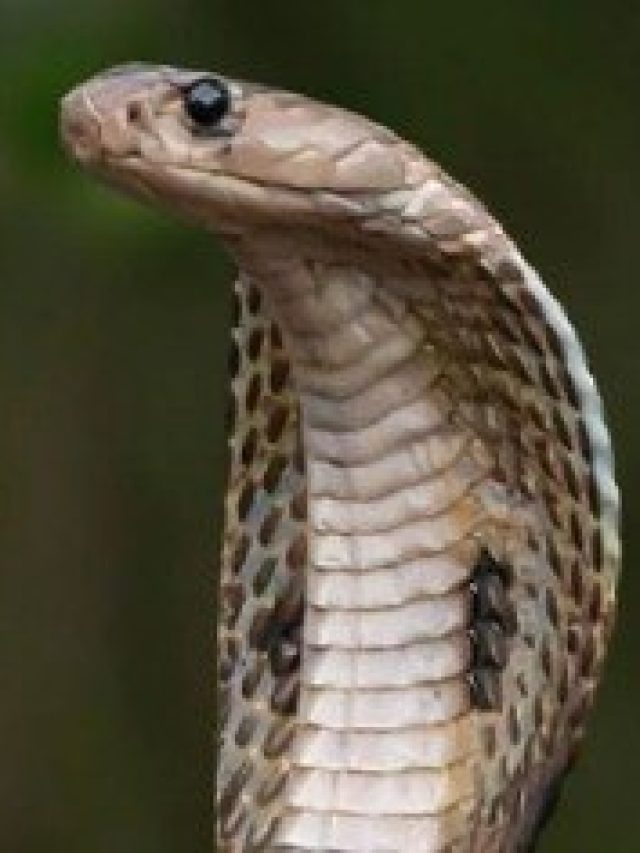 স্বপ্নে সাপকে দেখলে এসব হয়, জানুন