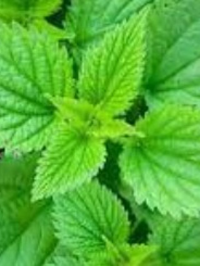 বিছুটি পাতা গায়ে লাগলে চুলকানি হয় জানেন, কিন্তু কেন হয় জানেন?