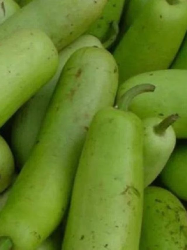 লাউকে ইংরেজিতে কী বলে? অনেক পন্ডিতও জানেন না