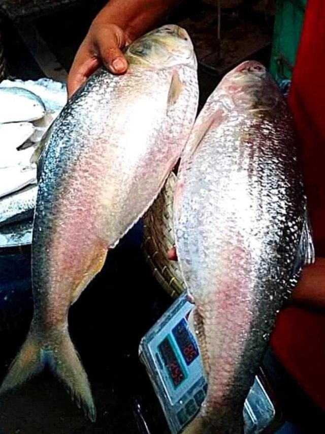 সারা বছর খেতে পারেন ঘরে জমানো ইলিশ, কীভাবে করবেন?