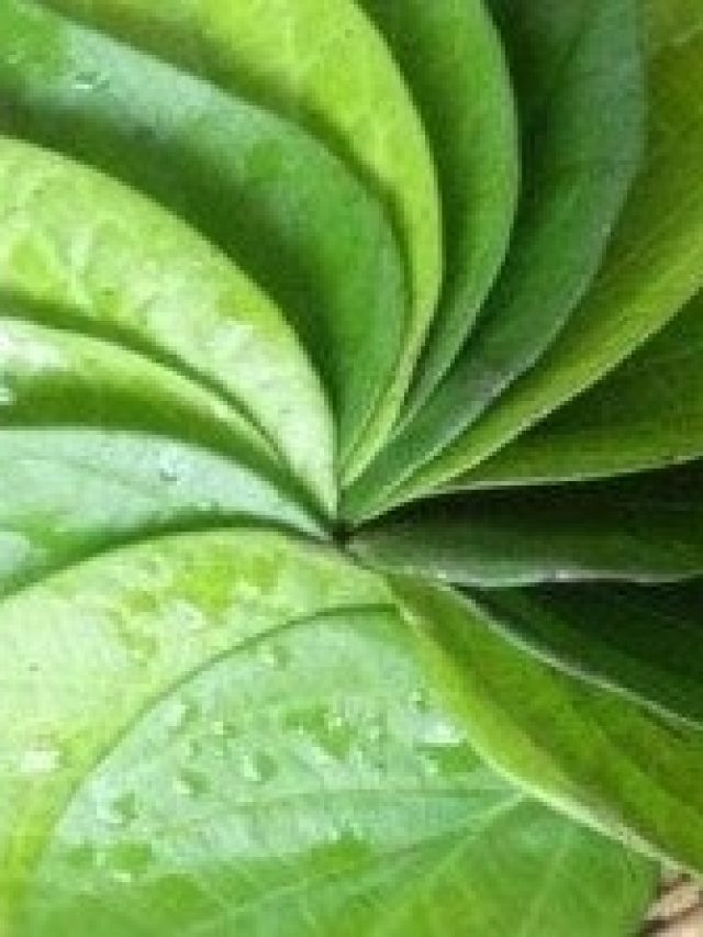 রোজ একটু করে এই পাতা ছিঁড়ে খান, শরীর হবে ভীমের মতো দুর্ভেদ্য