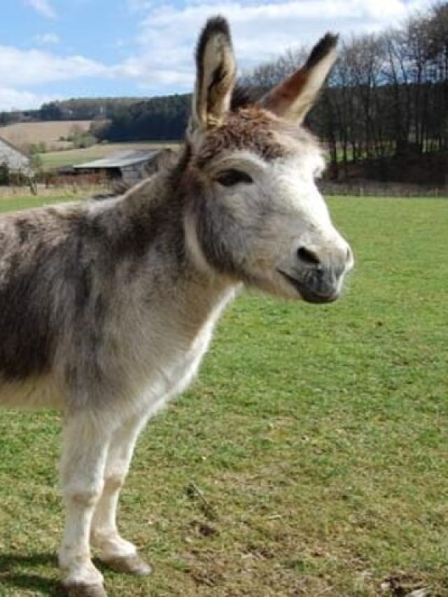 বোকাদের কেন গাধা বলা হয়, আসল কারণ অনেকেই জানেন না