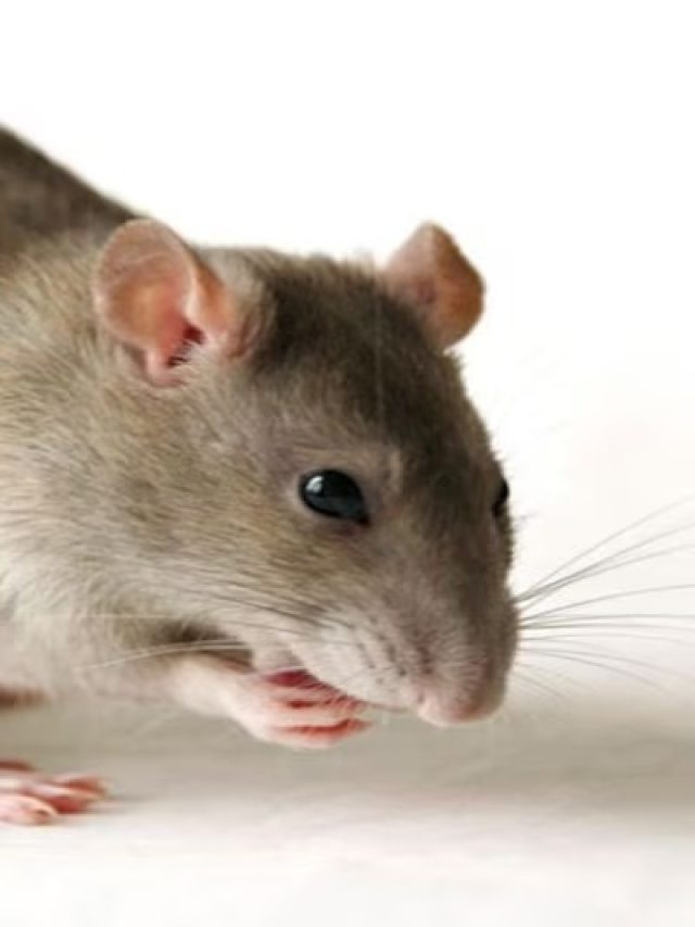 রান্নাঘরের এই মশলা রেখে দিন শুধু, ব্যস, বাপ বাপ করে  পালাবে ইঁদুর