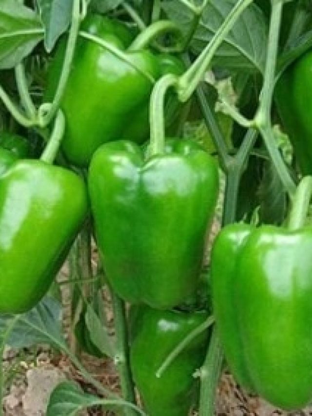 ঘরের টবেই থরে থরে ক্যাপসিকাম হবে, শুধু মেশান এই সার