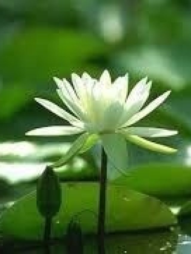 শালুক খেয়েই থাকুন সুপারফিট, তাড়ায় সিকিভাগ রোগ